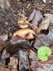 Geastrum