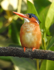 Corythornis cristatus