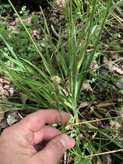Carex gynodynama