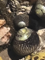 Tegula gallina