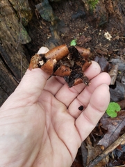 Geastrum
