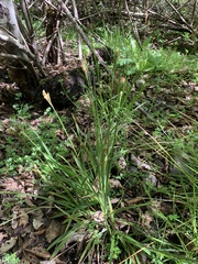 Carex gynodynama