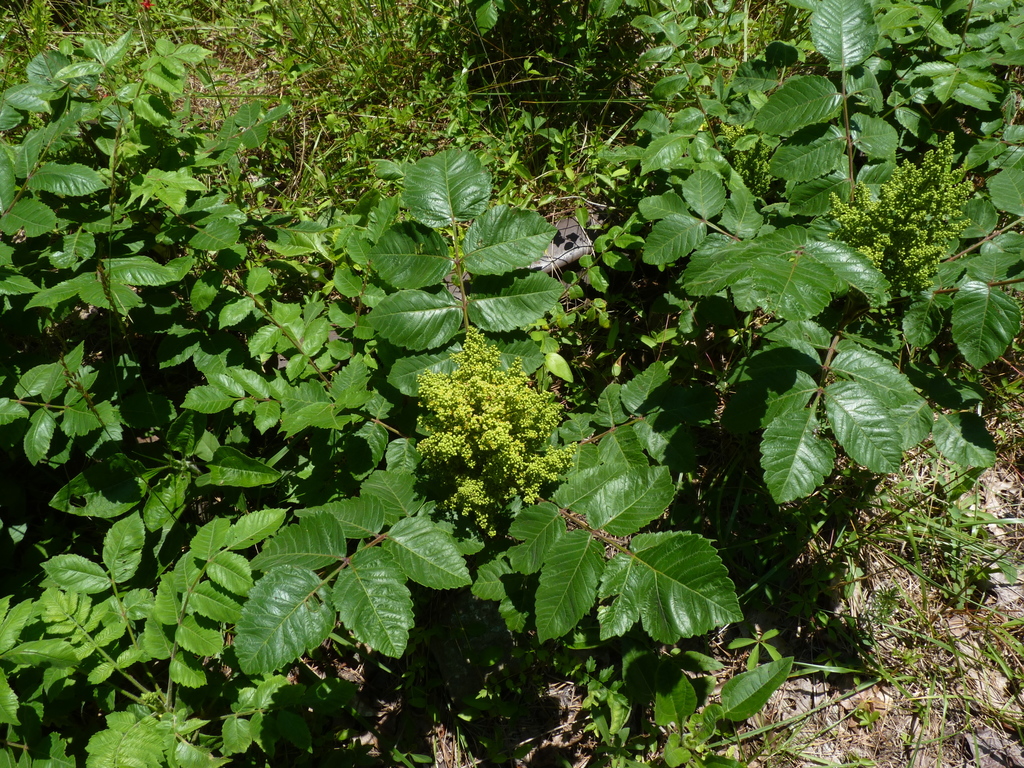 Michaux's sumac