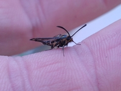 Chamaesphecia empiformis