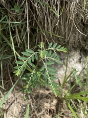 Phyllanthus debilis