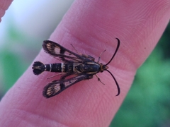 Chamaesphecia empiformis