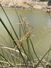 Cyperus articulatus