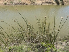Cyperus articulatus