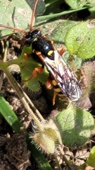 Nomada