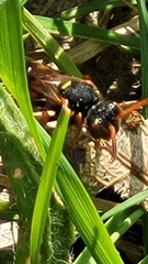 Nomada