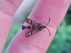 Chamaesphecia empiformis