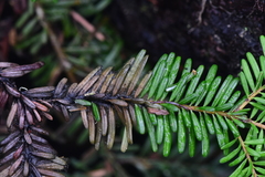 Herpotrichia juniperi