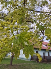 Acer platanoides