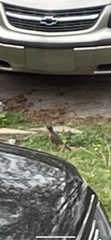 Turdus migratorius
