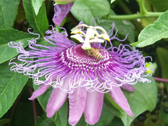 Passiflora