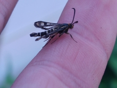 Chamaesphecia empiformis