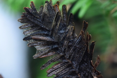 Herpotrichia juniperi