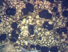 Lecidella carpathica