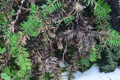 Herpotrichia juniperi