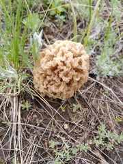Morchella steppicola