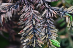 Herpotrichia juniperi