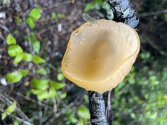 Aleurodiscus vitellinus