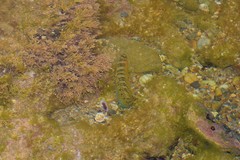 Salaria pavo