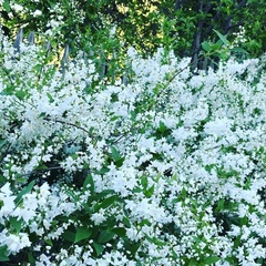 Exochorda