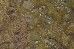 Salaria pavo