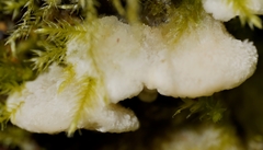 Rigidoporus cuneatus