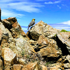 Melanodera xanthogramma