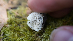 Rigidoporus cuneatus