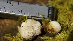 Rigidoporus cuneatus