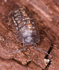 Armadillidium opacum