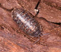 Armadillidium opacum