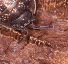 Armadillidium opacum