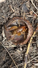 Ceuthophilus
