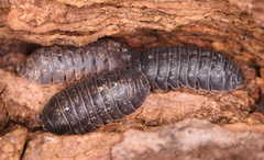 Armadillidium opacum