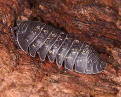 Armadillidium opacum
