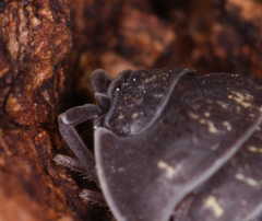 Armadillidium opacum