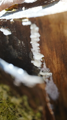 Rigidoporus cuneatus