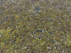Salvinia minima