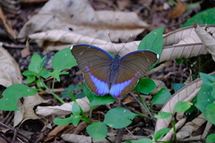 Euphaedra harpalyce harpalyce