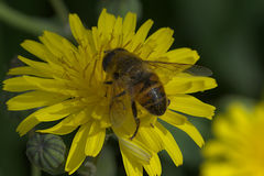 Eristalis tenax