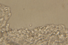 Rigidoporus cuneatus