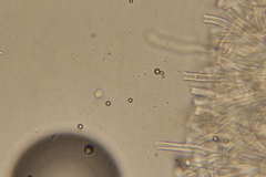 Rigidoporus cuneatus