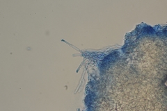 Rigidoporus cuneatus