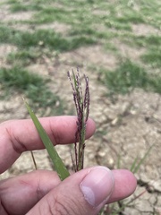 Leptochloa scabra