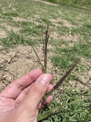 Leptochloa scabra
