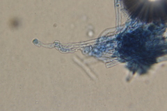 Rigidoporus cuneatus
